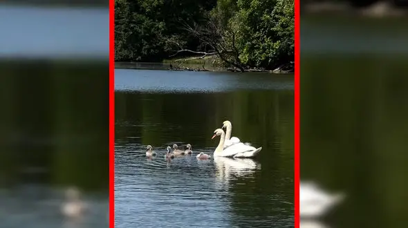 فیلم شنا کردن قوها در آب آرام دریاچه