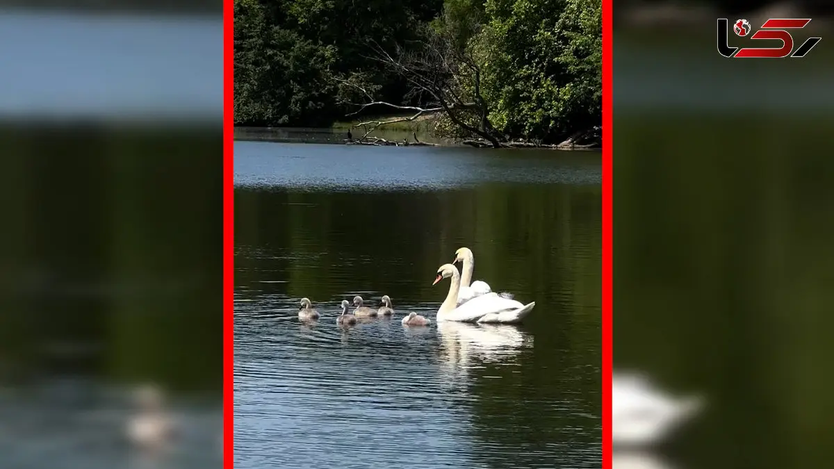 فیلم شنا کردن قوها در آب آرام دریاچه