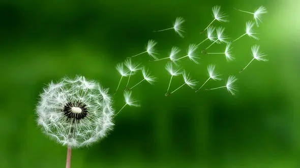 آرزوهای تلخ و شیرین ایرانی ها قبل از مرگ / اگر بدانید تنها 6 ماه زنده اید ؟