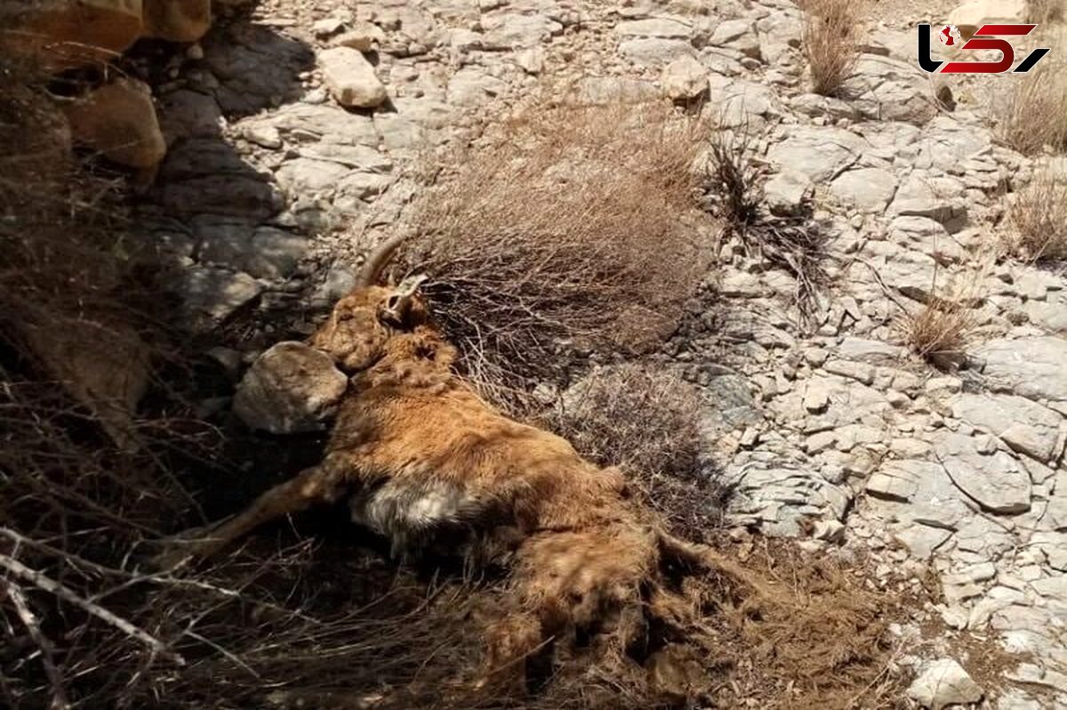 موردی از بیماری طاعون نشخوارکنندگان کوچک در مناطق حفاظت شده و شکارممنوع استان مشاهده نشده است