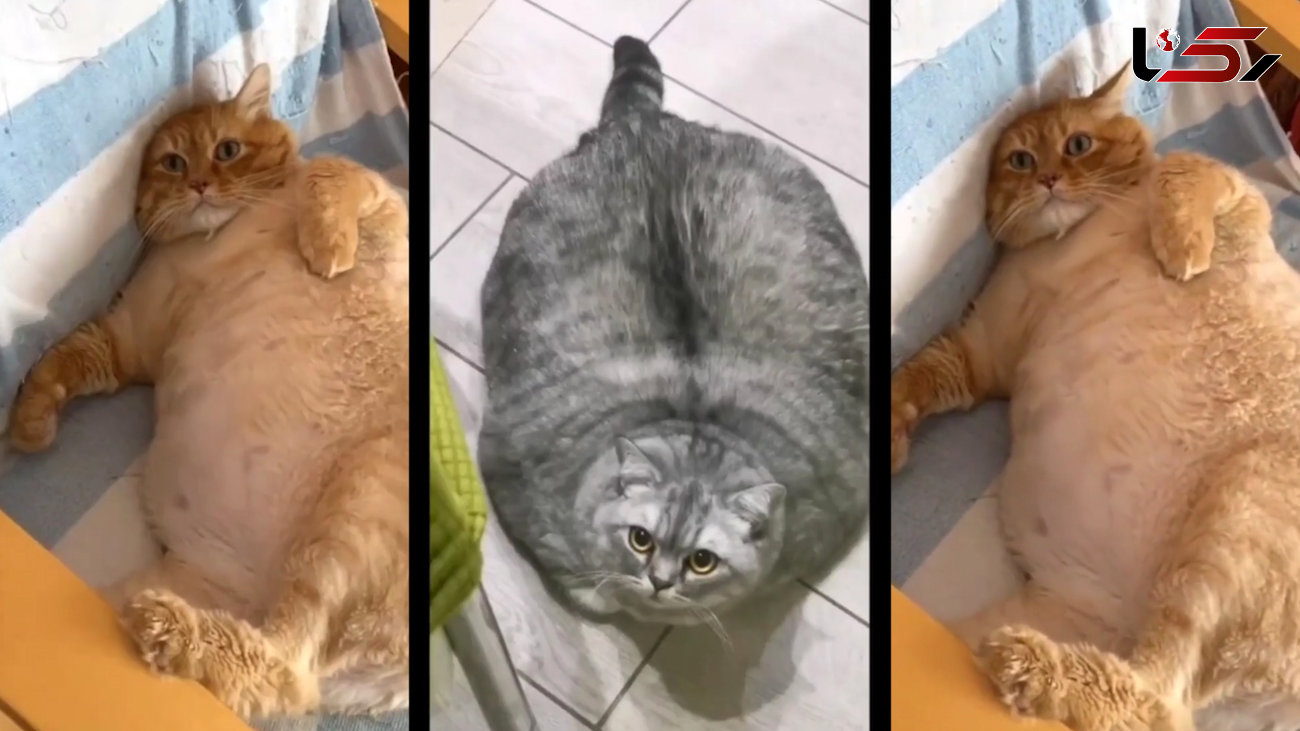 عجیب ترین گربه ها را ببینید + فیلم