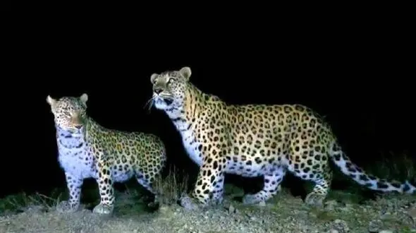 پلنگ صیدوا پس از شکاری دیگر- این بار در روز + فیلم