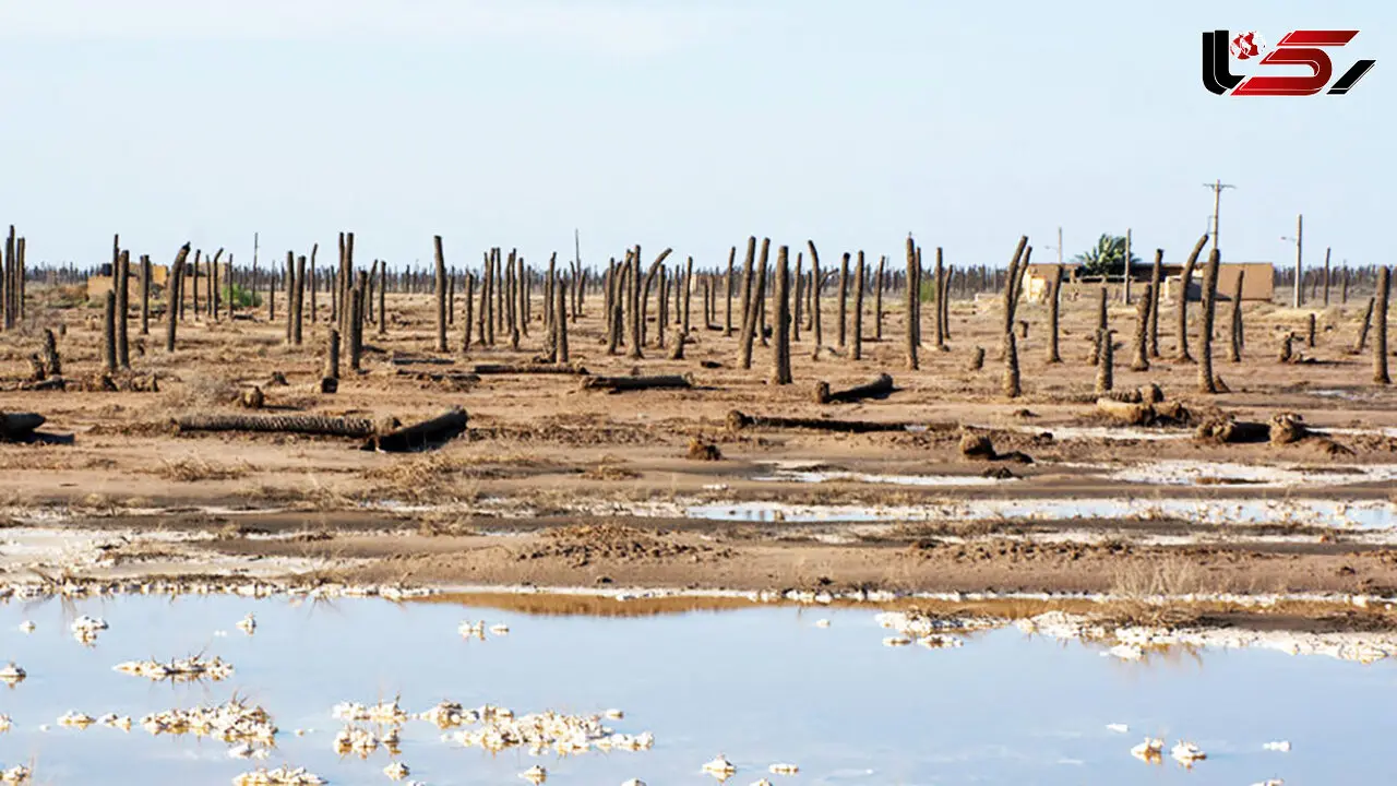 Death of the Palms: A Symbol of Life Lost in Southern Iran’s Water Crisis