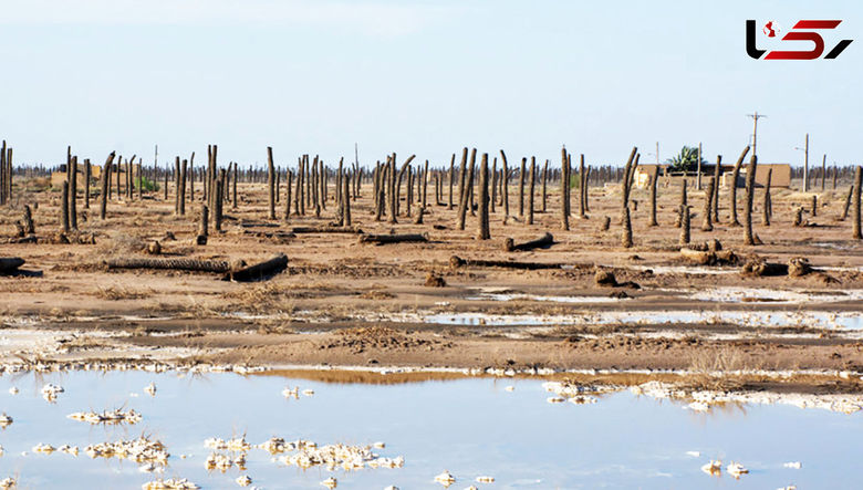 Death of the Palms: A Symbol of Life Lost in Southern Iran’s Water Crisis