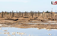 Death of the Palms: A Symbol of Life Lost in Southern Iran’s Water Crisis