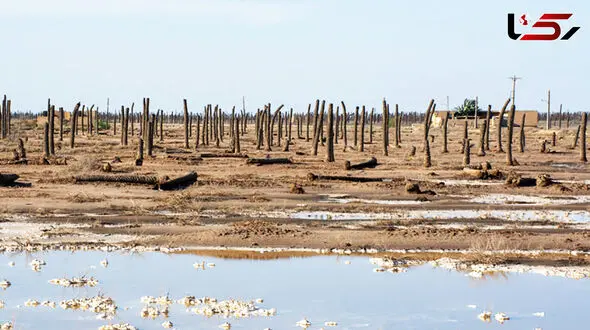 Death of the Palms: A Symbol of Life Lost in Southern Iran’s Water Crisis