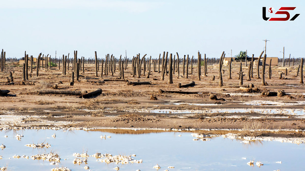 Death of the Palms: A Symbol of Life Lost in Southern Iran’s Water Crisis