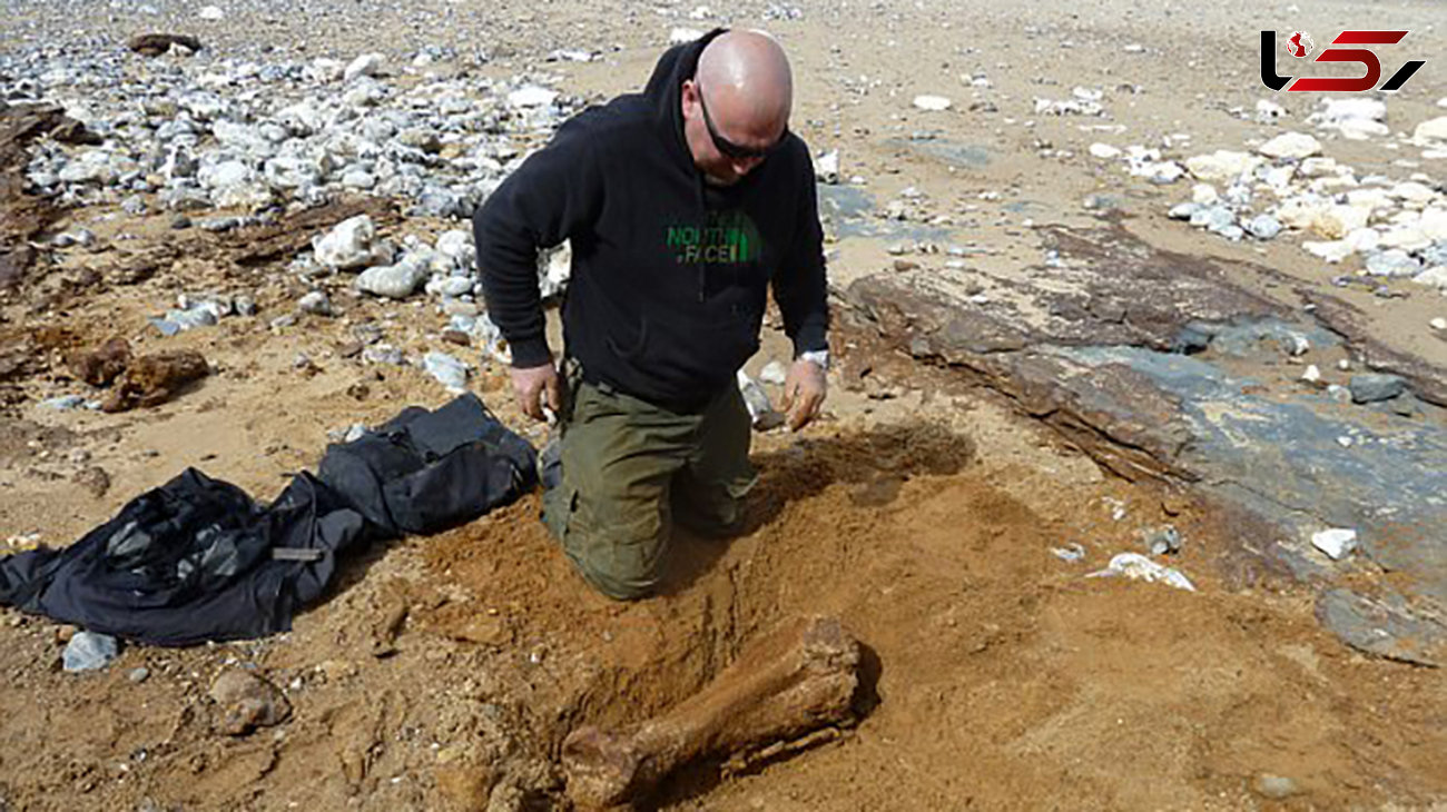 کشف ناگهانی فسیل 2 میلیون ساله ماموت هنگام پیاده روی +عکس