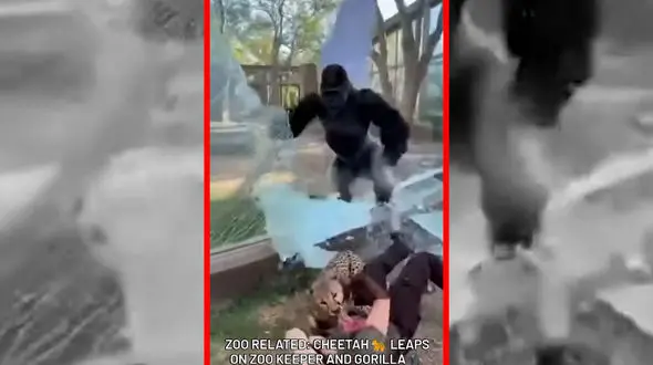 حمله یوزپلنگ به مراقب خود توسط گوریل خنثی شد