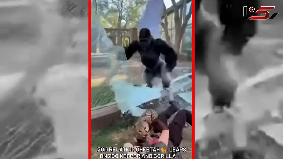 حمله یوزپلنگ به مراقب خود توسط گوریل خنثی شد