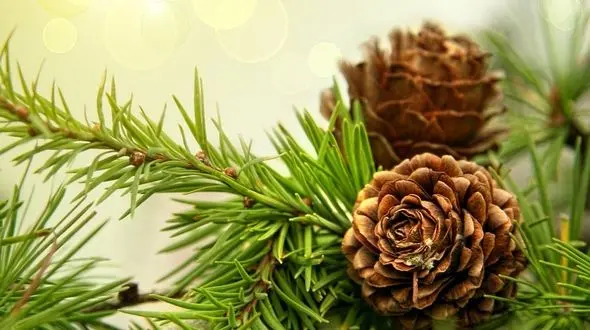 دهان تان را با میوه کاج خوشبو کنید