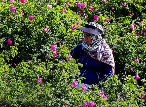 ترکیه می خواهد اسانس گل محمدی را به نام خود ثبت کند !/ ریشه این گل کهن ایرانی است