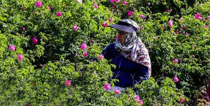 ترکیه می خواهد اسانس گل محمدی را به نام خود ثبت کند !/ ریشه این گل کهن ایرانی است