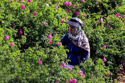 ترکیه می خواهد اسانس گل محمدی را به نام خود ثبت کند !/ ریشه این گل کهن ایرانی است
