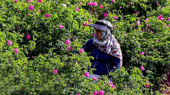 ترکیه می خواهد اسانس گل محمدی را به نام خود ثبت کند !/ ریشه این گل کهن ایرانی است