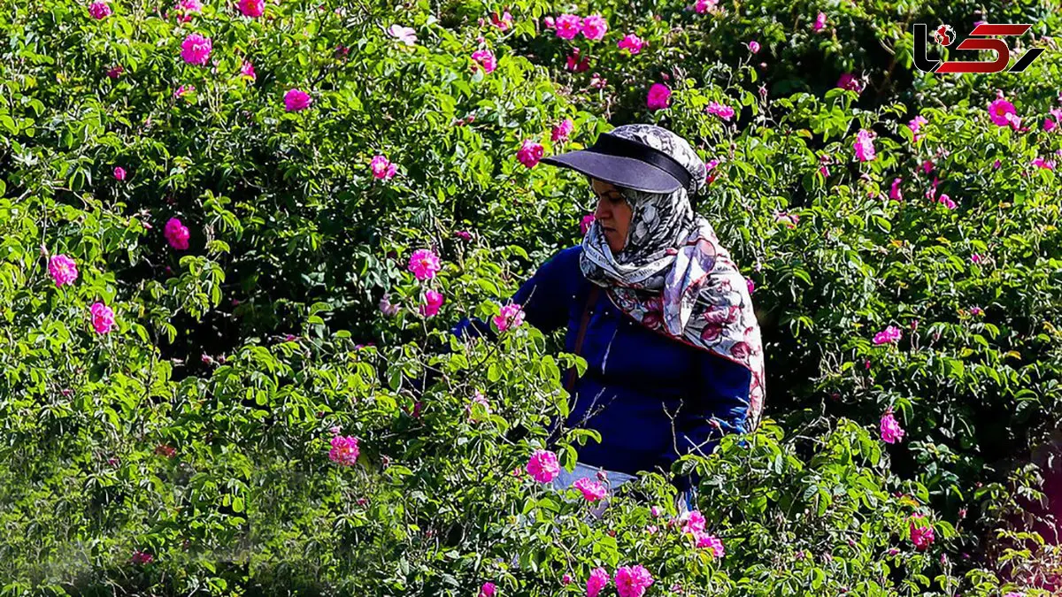 ترکیه می خواهد اسانس گل محمدی را به نام خود ثبت کند !/ ریشه این گل کهن ایرانی است