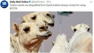 دردسر عمل زیبایی بوتاکس برای 12 شتر سعودی! + عکس
