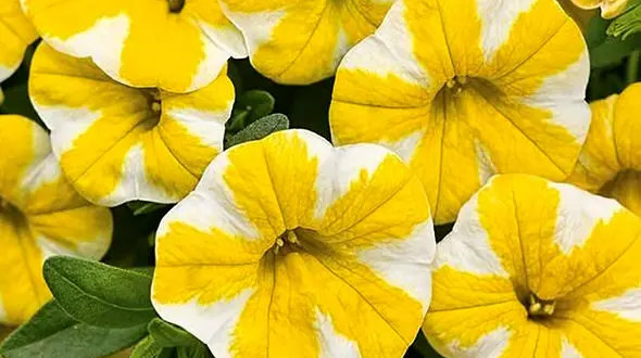 فال روزانه 5 فروردین 1403 + فیلم