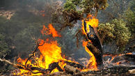 آتش سوزی جنگل‌ های مرزن آباد چالوس مهار شد