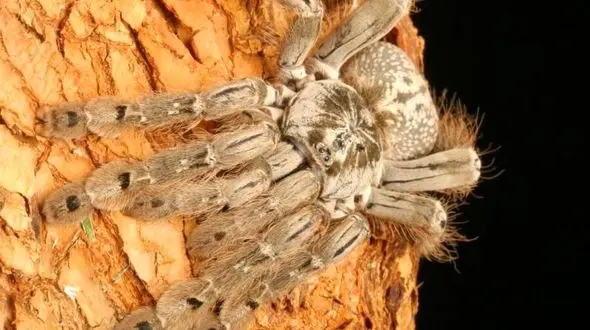 سم عنکبوت این بیماری هولناک را درمان می کند