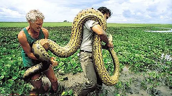 بزرگترین مار دنیا چه شکلی است؟