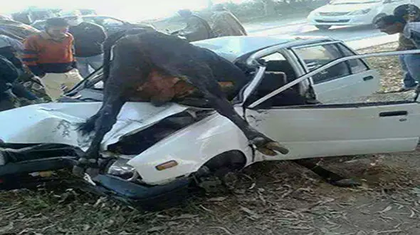 تصادف هولناک الاغ سرگردان با وانت پراید در مشهد / 2 نفر راهی بیمارستان شدند