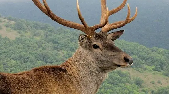 از جغد های کوتوله، گونه ای بامزه از جغد ها تا درگیری گوزن و بچه گوزن