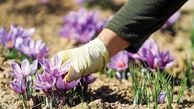 کاهش ۵۰ درصدی تولید زعفران در خوشاب خراسان رضوی