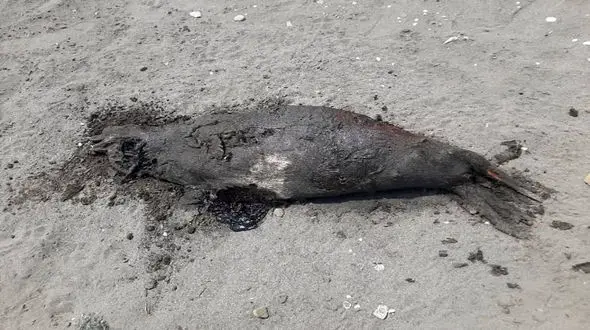 کشف دوباره لاشه فوک خزری در ساحل شمالی