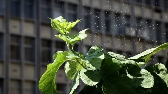 طغیان دوباره سفیدبالک ها در تهران / مگس های سفید ناقل بیماری به انسان نیستند 