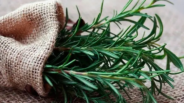 تقویت حافظه با رزماری 