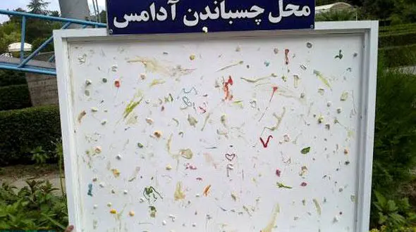 اگر به مازندران رفتید آدامستان را در این محل بچسبانید +عکس
