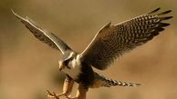 دستگیری قاچاقچی پرندگان شکاری در آبادان