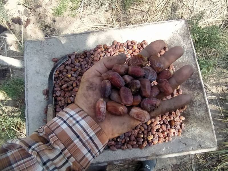 خشک شدن نخل ها