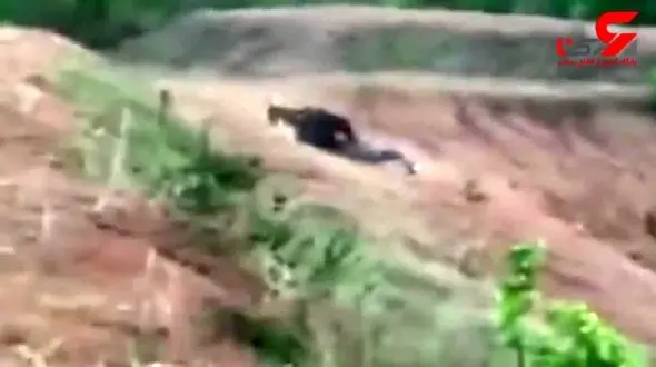 خرس زخمی مرد عشق سلفی را تکه تکه کرد و کشت + فیلم وحشتناک