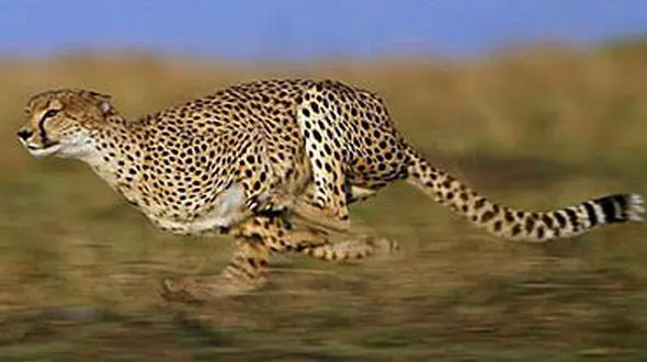 از حمله گورخر به کفتار تا سرعت باور نکردنی یوزپلنگ