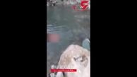 مواد آلاینده پروژه آزادراه تهران - شمال علت تلف شدن ماهی های رودخانه کرج ؟