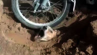 شناسایی سگ آزار بی رحم بوشهر / سگ را زنده به گور کرد + عکس