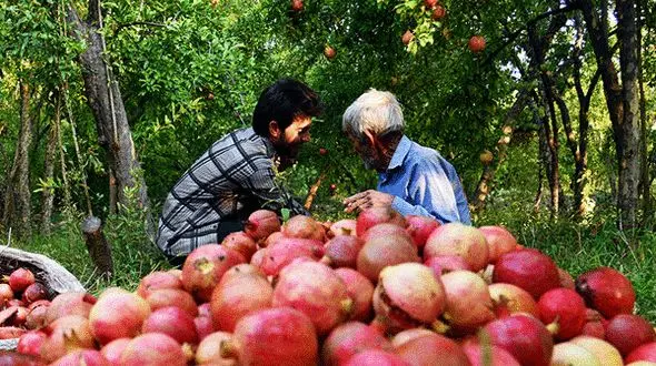 خشکسالی امسال به انار خلخال هم آسیب زد/ 15درصد کاهش محصول باغات 
