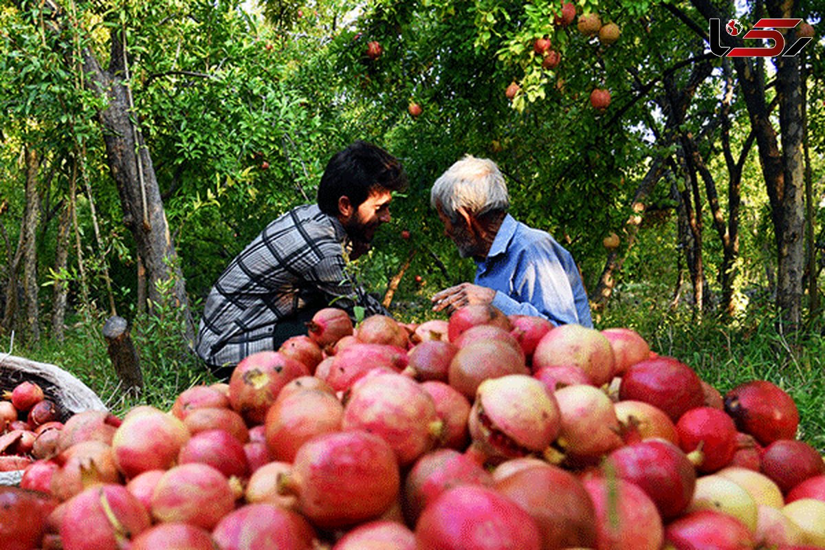 نیاز باغداران تفتی به حمایت مالی/ خرید توافقی در دستور کار است