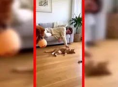 وقتی آرامش خانه با یک شیطنت گربه‌ای نابود می‌شود + فیلم ساخته شده توسط هوش مصنوعی