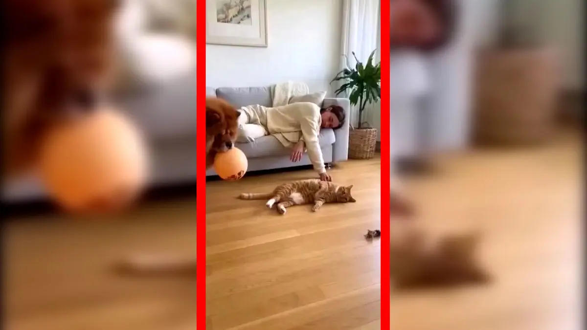 وقتی آرامش خانه با یک شیطنت گربه‌ای نابود می‌شود ساخته شده توسط هوش مصنوعی
