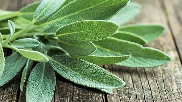 گیاه مریم گلی مناسب برای موهای شماست