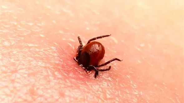 تب کریمه کنگو در کشور فراگیر شد؟ / 14 قربانی این‌بار در سیستان