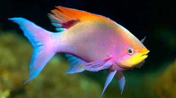 ۷ واحد تولید ماهی زینتی در چهارمحال و بختیاری فعال است