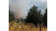 قتل درختان در آتش سوزی باغستان+عکس و فیلم