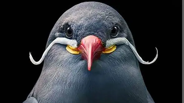 پرنده‌ سیبیلو را ببینید + عکس