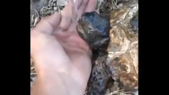 فیلم نجات لاک پشت تشنه  در آتش سوزی جنگل مریوان + جزییات