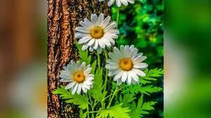 فال حافظ امروز 11 بهمن با تفسیر