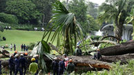 سقوط درخت 270 ساله جان زن 38 ساله را گرفت + تصاویر 